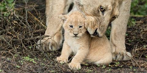 ndutu 023.jpg