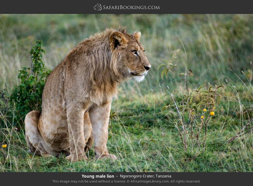 ngorongoro crater 015.jpg