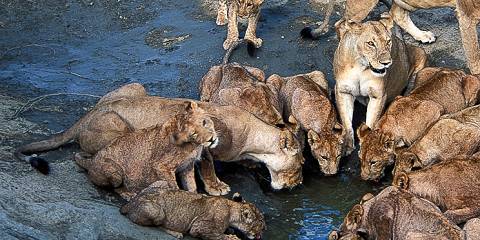 ruaha national park 014.jpg