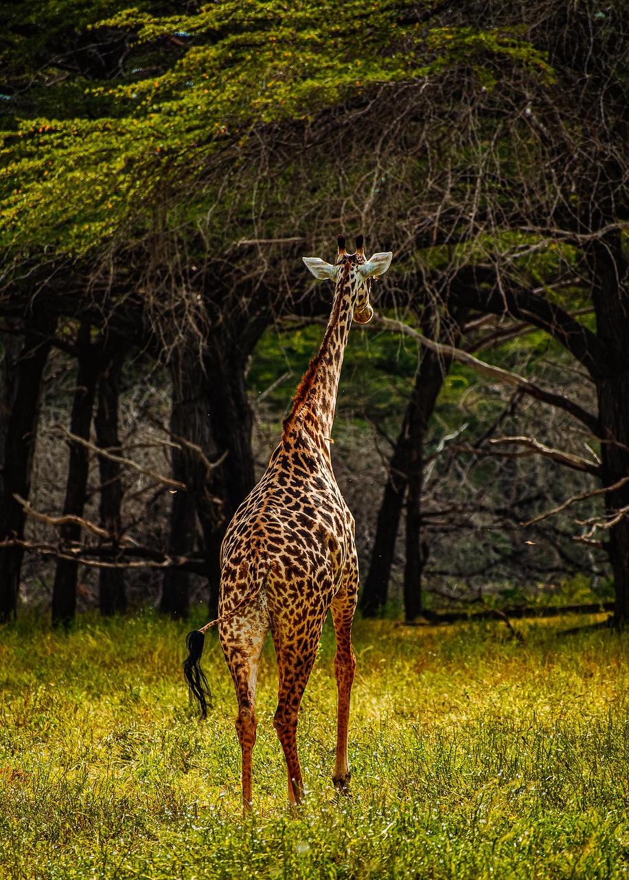gallery-2 animal, giraffe, mammal, species, fauna, wildlife, wilderness, africa, safari, nature, tanzania