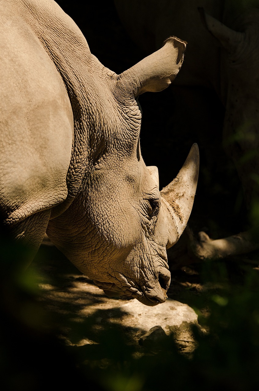 hero-img-01 animal, rhino, rhinoceros, species, nature, fauna, mammal, pachyderm, horn, zoo