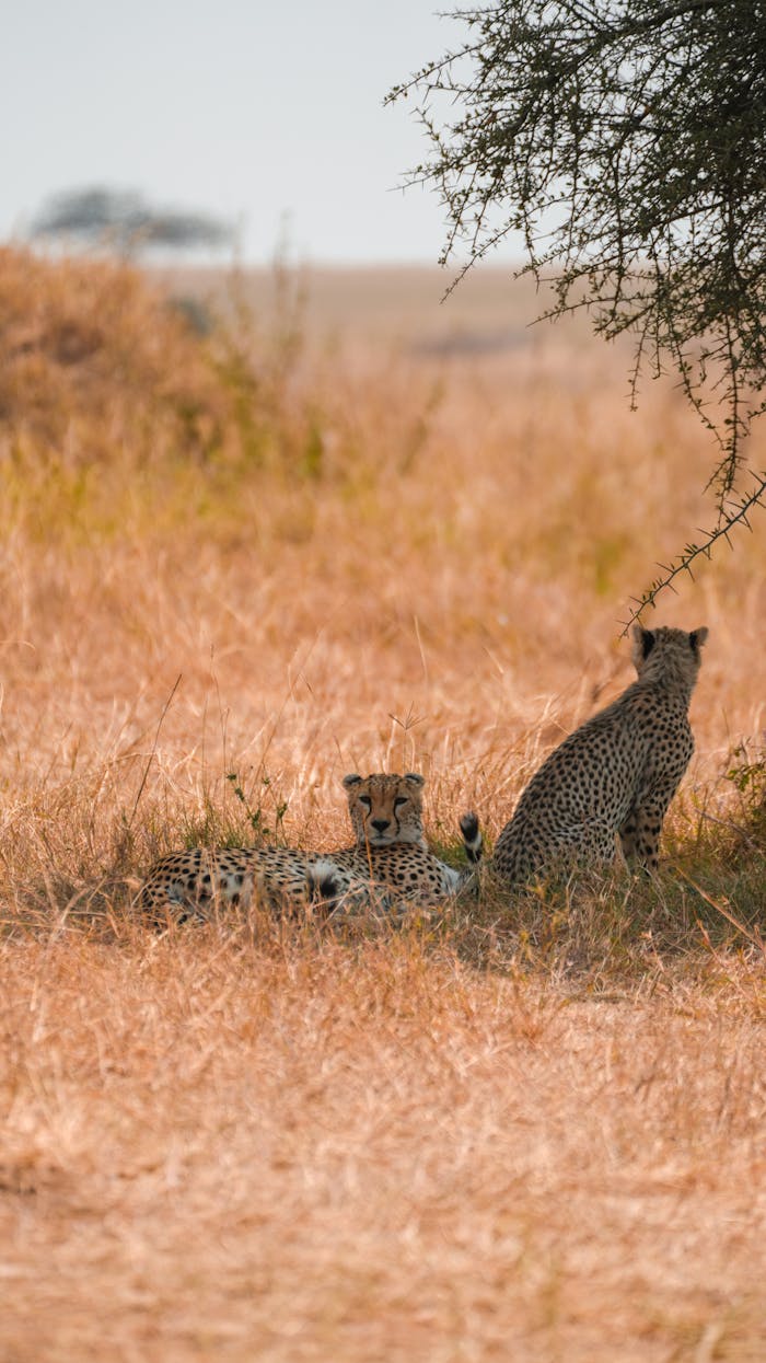 our-services-2 Group of cheetahs relaxing under a tree in the African savannah.