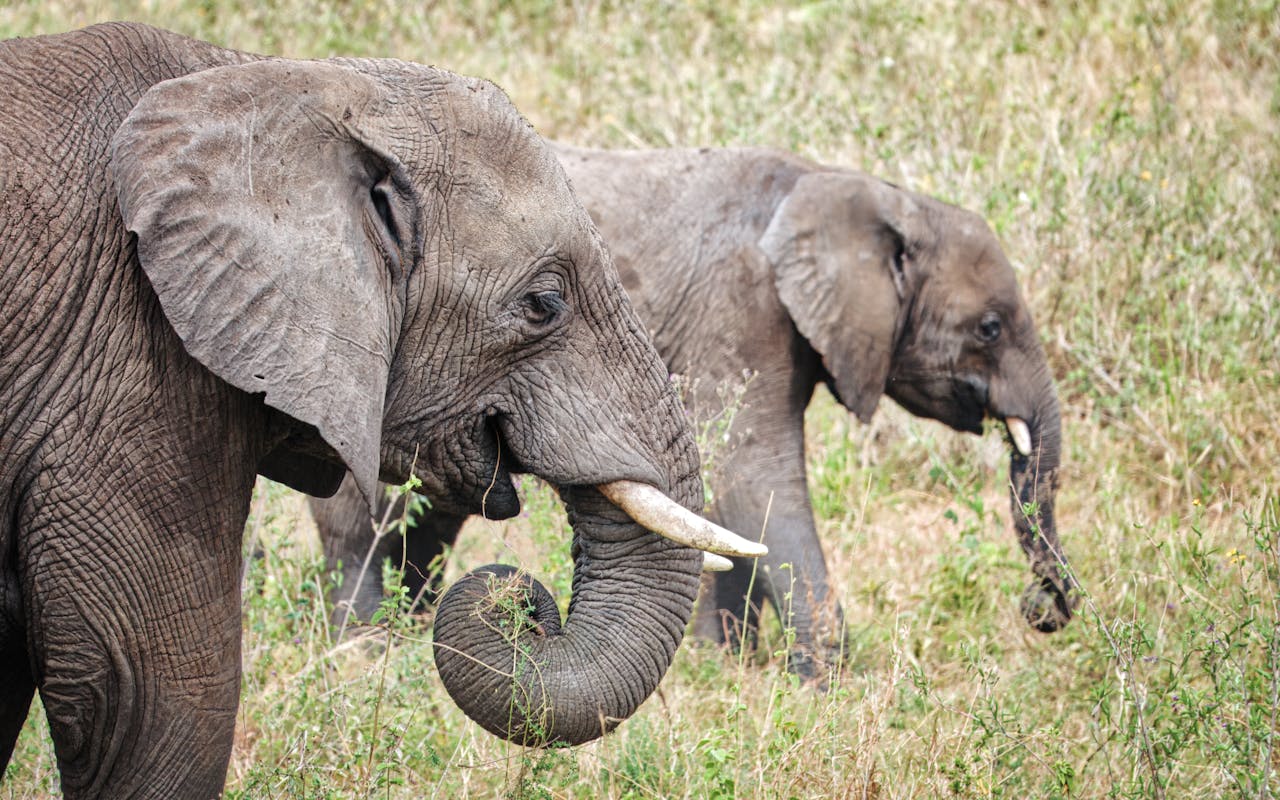 about-01 Two elephants eating side view