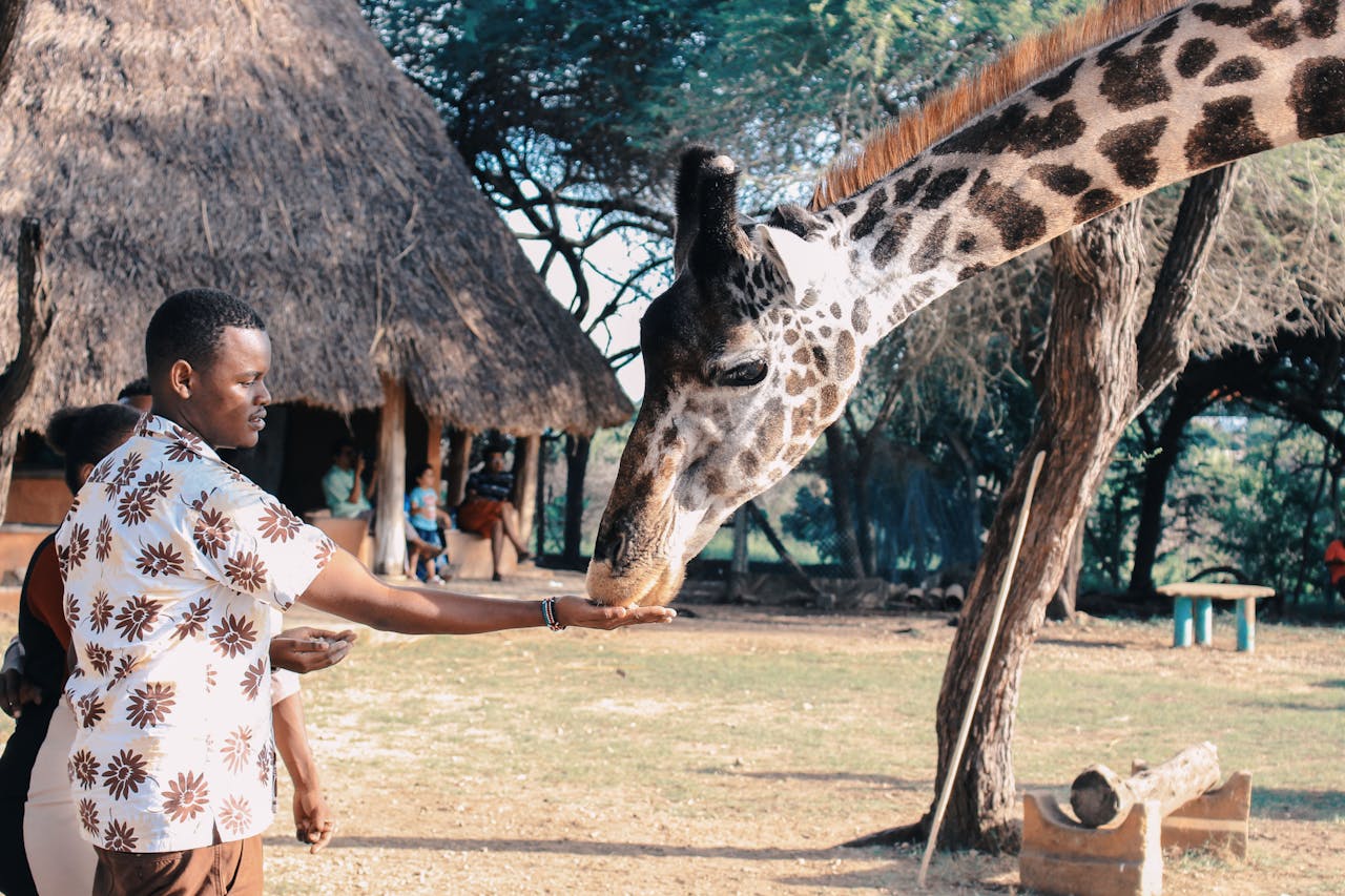 gallery-4 An adult man feeds a giraffe at an outdoor wildlife park in Africa, capturing a close interaction with nature.