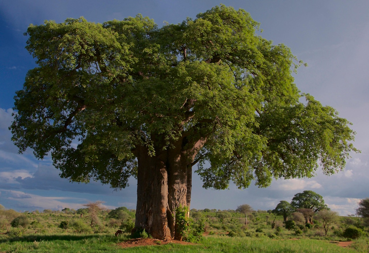 our-services-3 tree, baobab, tarangire national park, tanzania, landscape, wilderness, wild, nature, tree, tree, tree, tree, baobab, baobab, baobab, baobab, baobab, tanzania, tanzania
